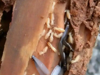 深州白蚁防治公司分享白蚁高发季节特点与阶段性防控方案